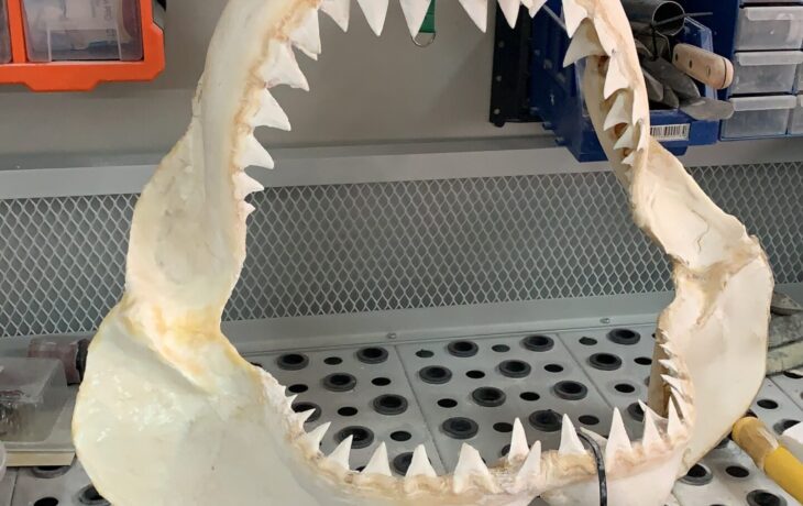 Great White Jaw Restoration