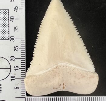 WHITE SHARK (CARCHARODON CARCHARIAS) TOOTH