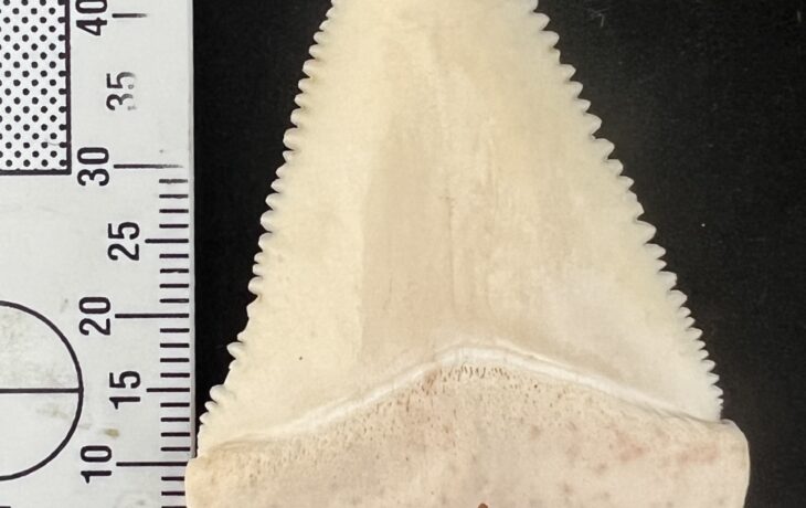 WHITE SHARK (CARCHARODON CARCHARIAS) TOOTH