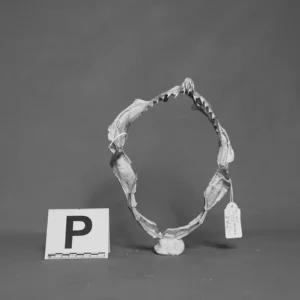 BIG EYED SIXGILL GILL