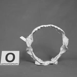 BLUNTNOSE SIXGILL GILL