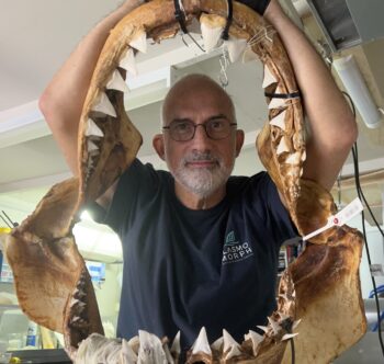 White Shark Jaw Reproduction Project
