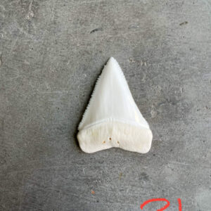 White Shark tooth #21