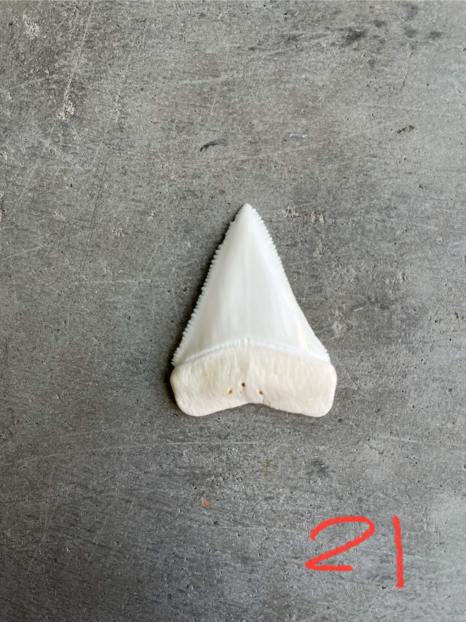 White Shark tooth #21