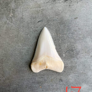 White Shark tooth #17