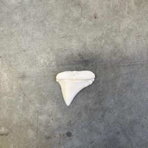 White Shark tooth #57