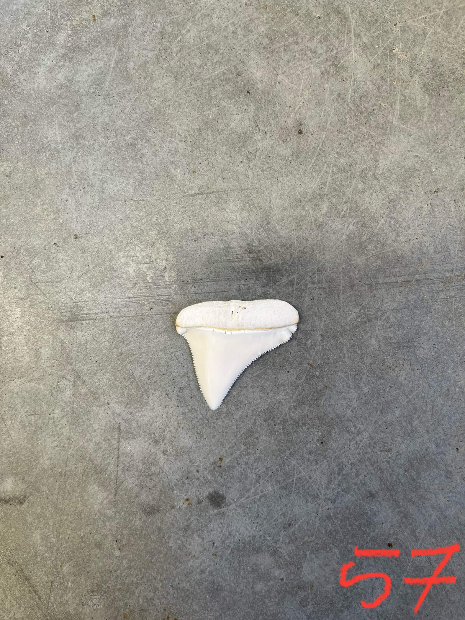 White Shark tooth #57