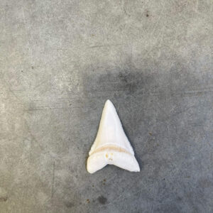 White Shark tooth #106