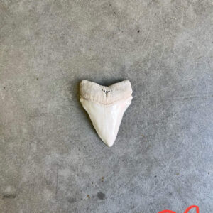 White Shark tooth #62