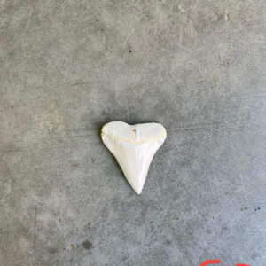 White Shark tooth #60