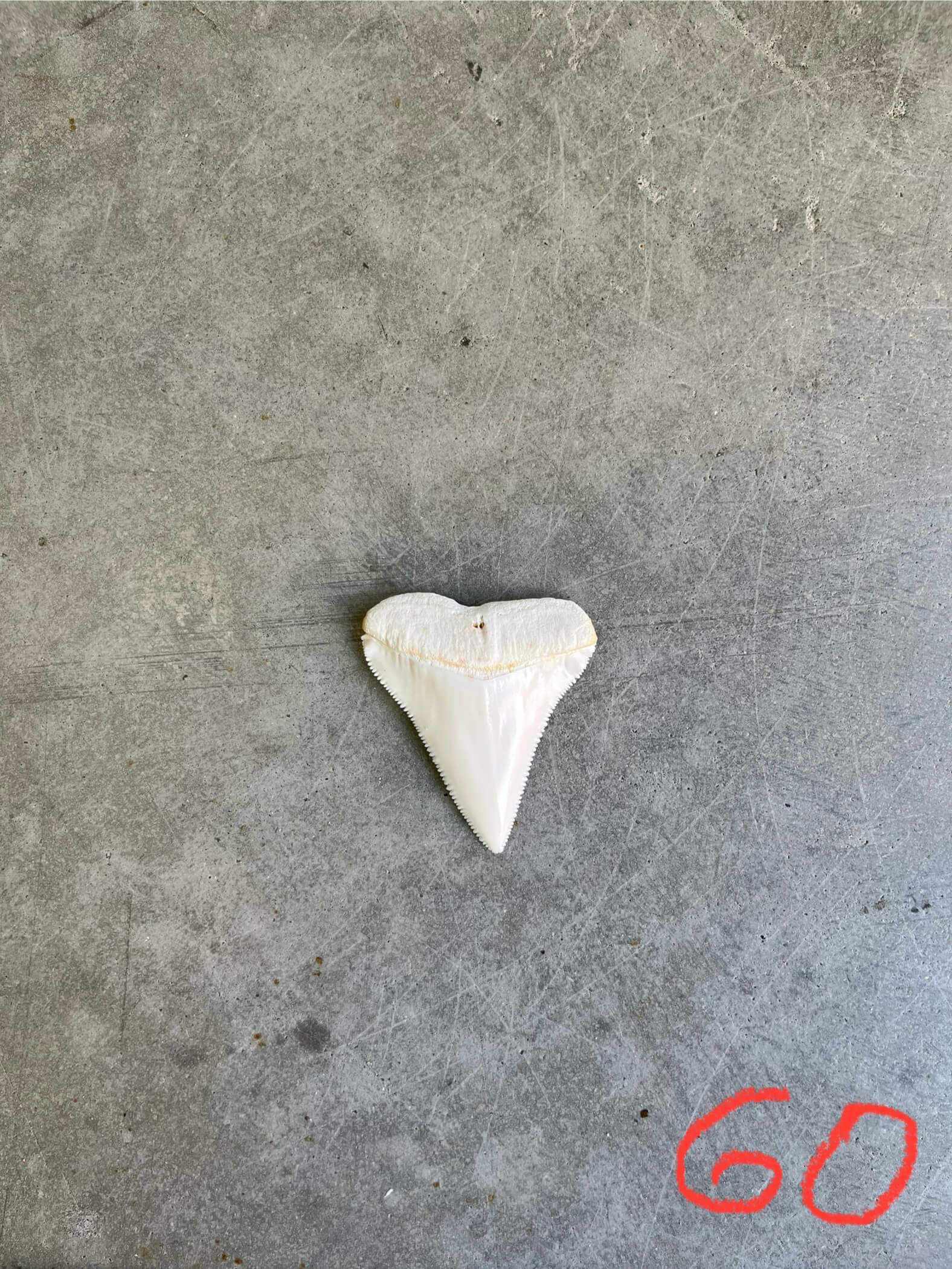 White Shark tooth #60