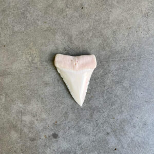 White Shark tooth #80