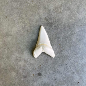 White Shark tooth #91