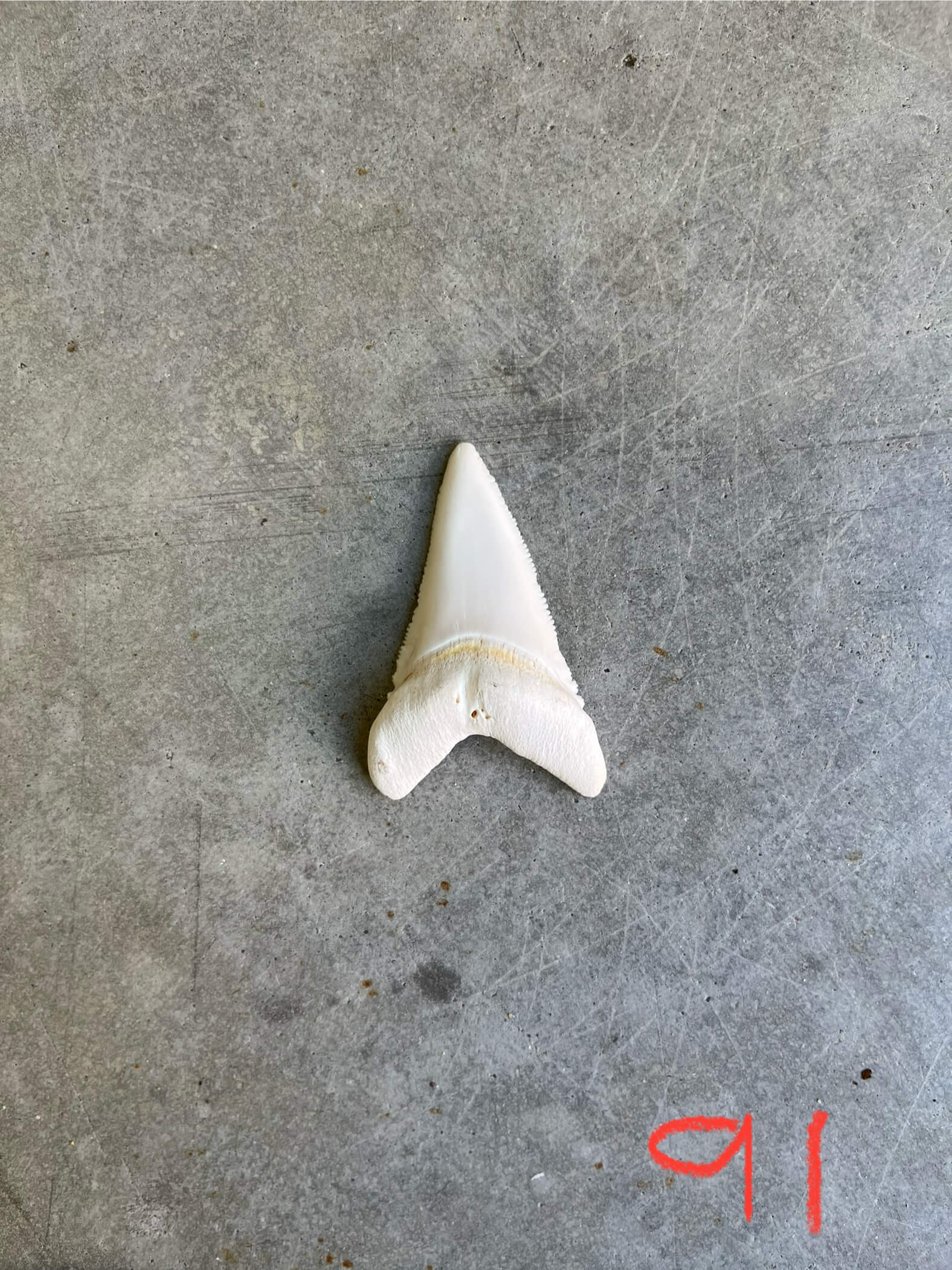 White Shark tooth #91