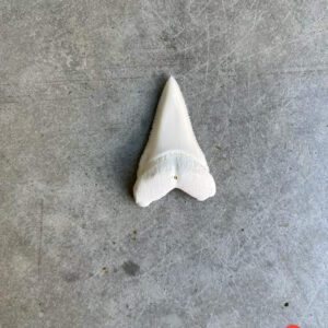 White Shark tooth #128