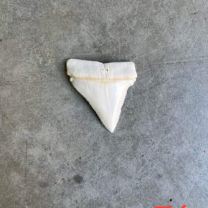 White Shark tooth #54