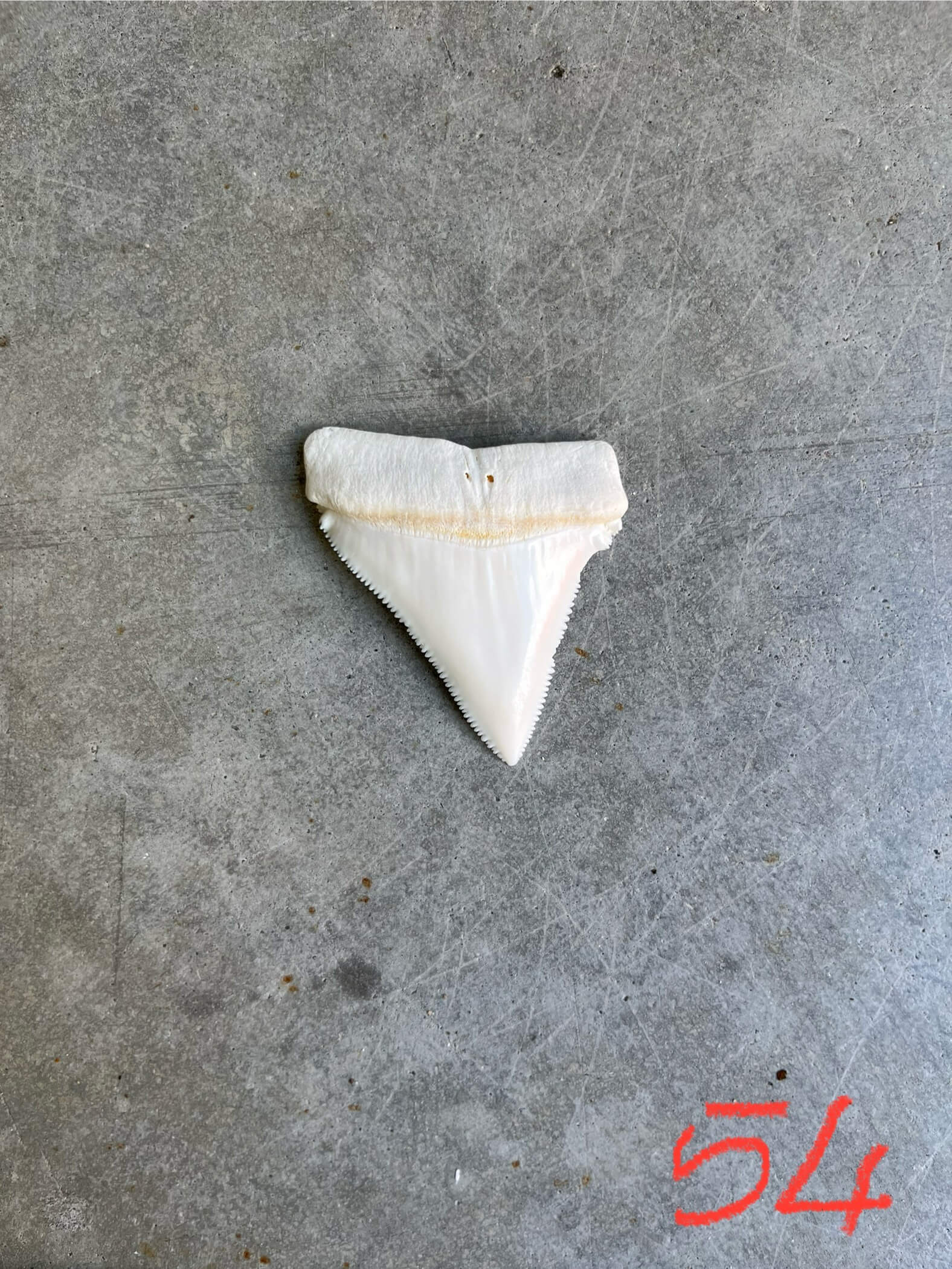 White Shark tooth #54