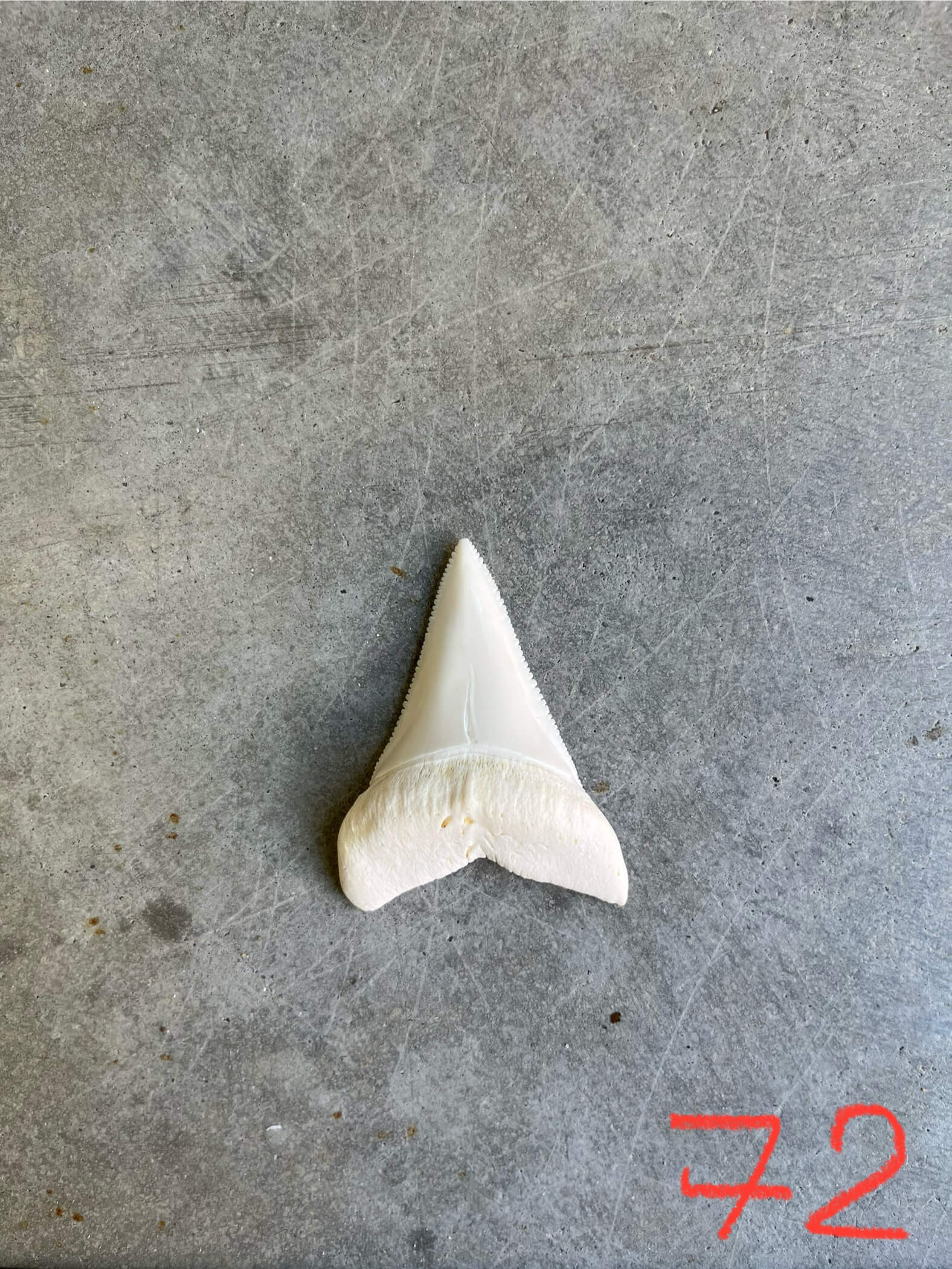 White Shark tooth #72