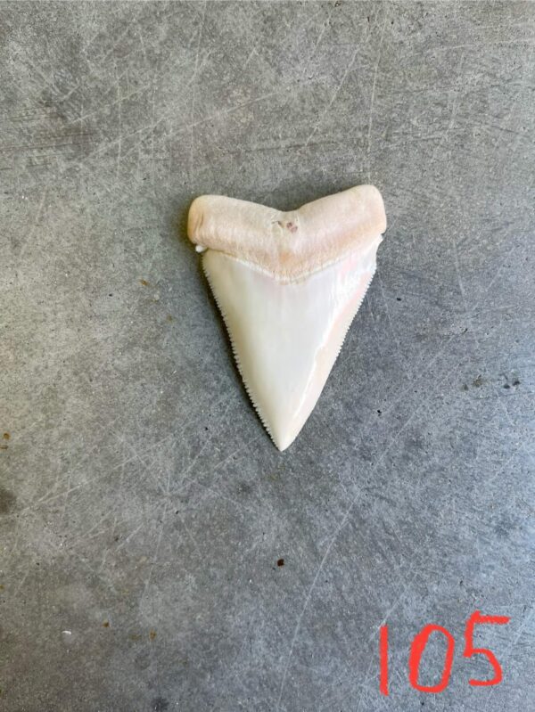 White Shark tooth #105