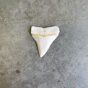 White Shark tooth #114