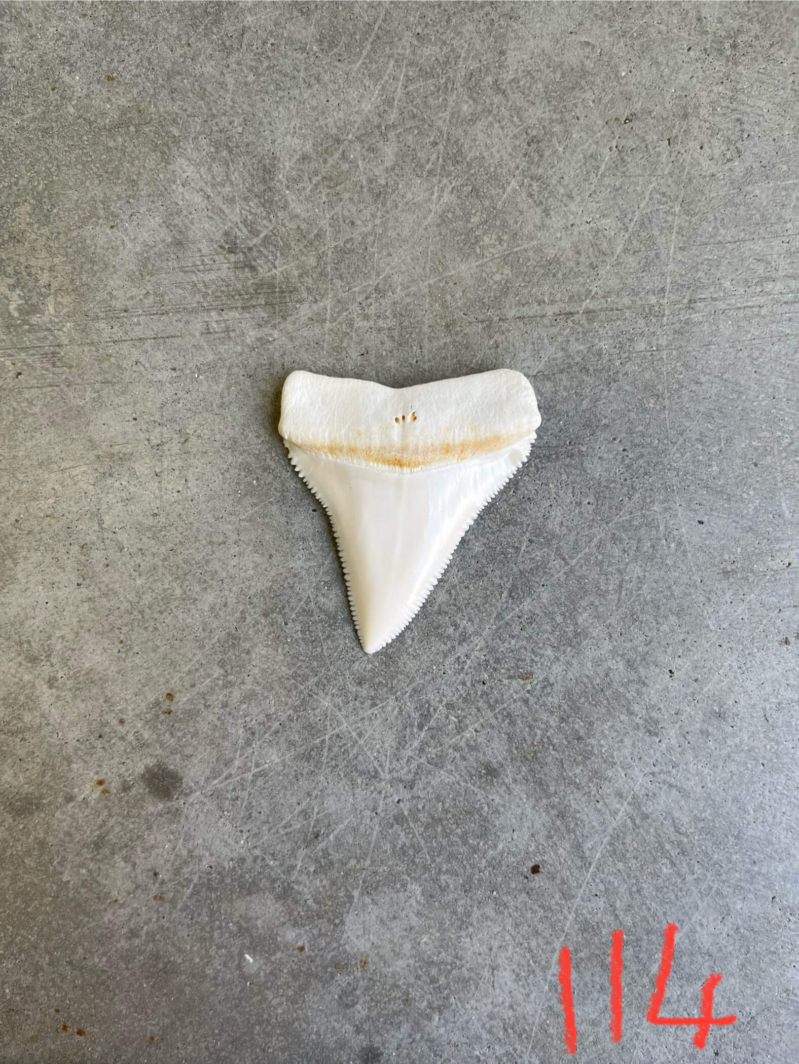 White Shark tooth #114