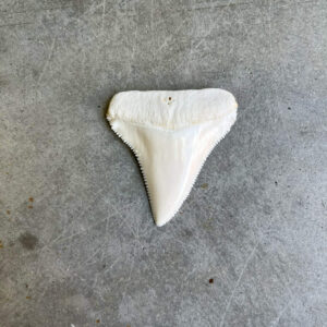 White Shark tooth #102