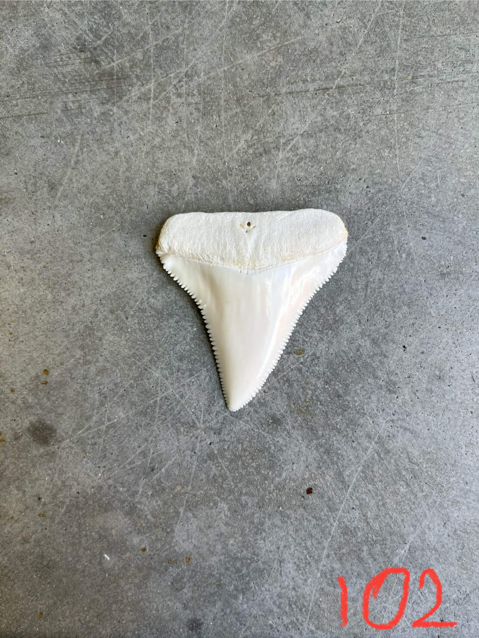 White Shark tooth #102