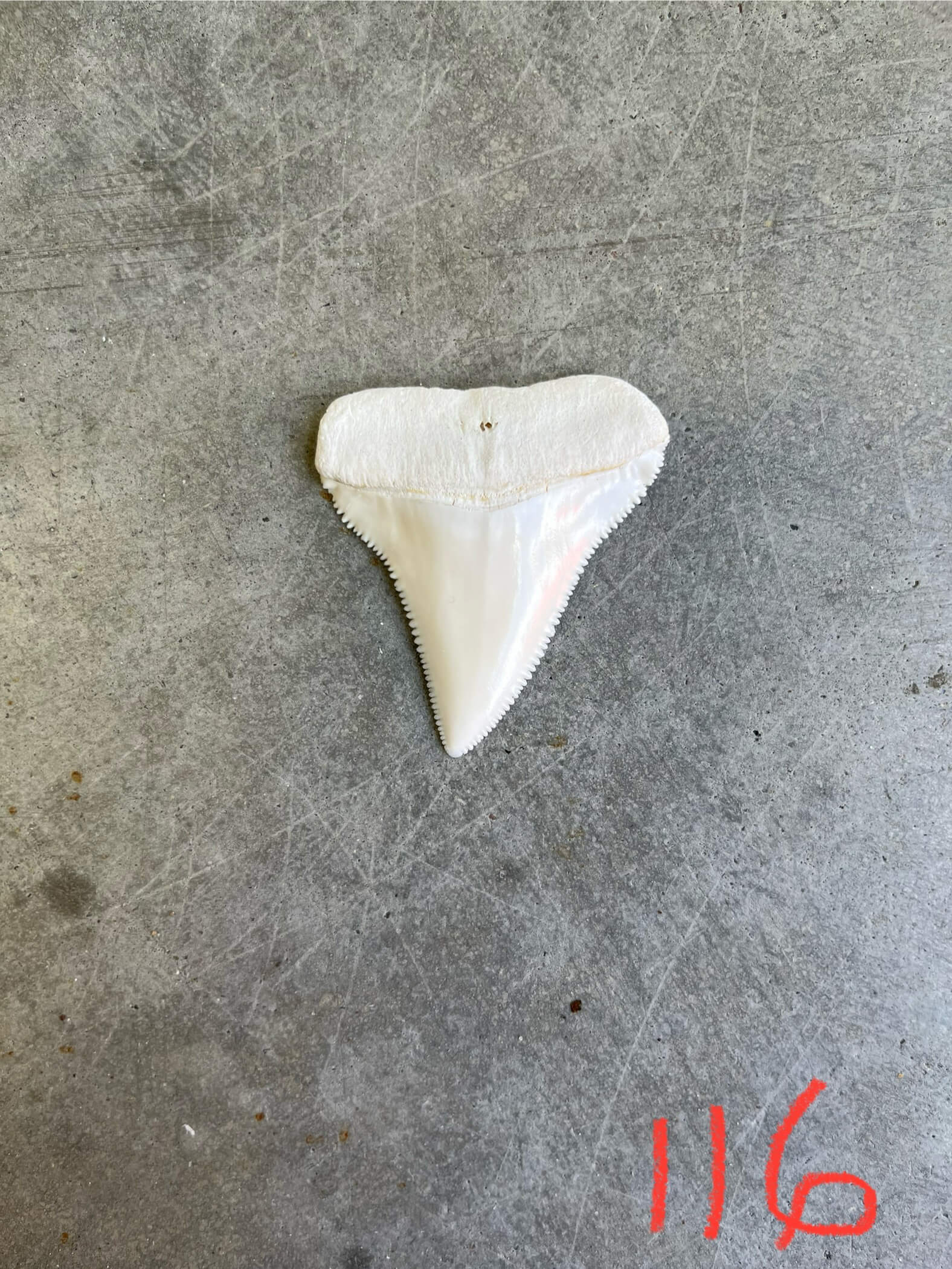 White Shark tooth #116