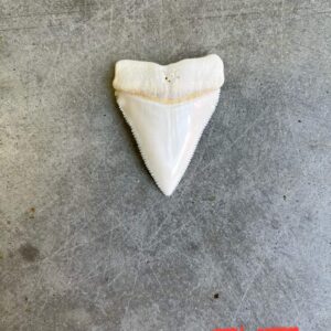 White Shark tooth #97