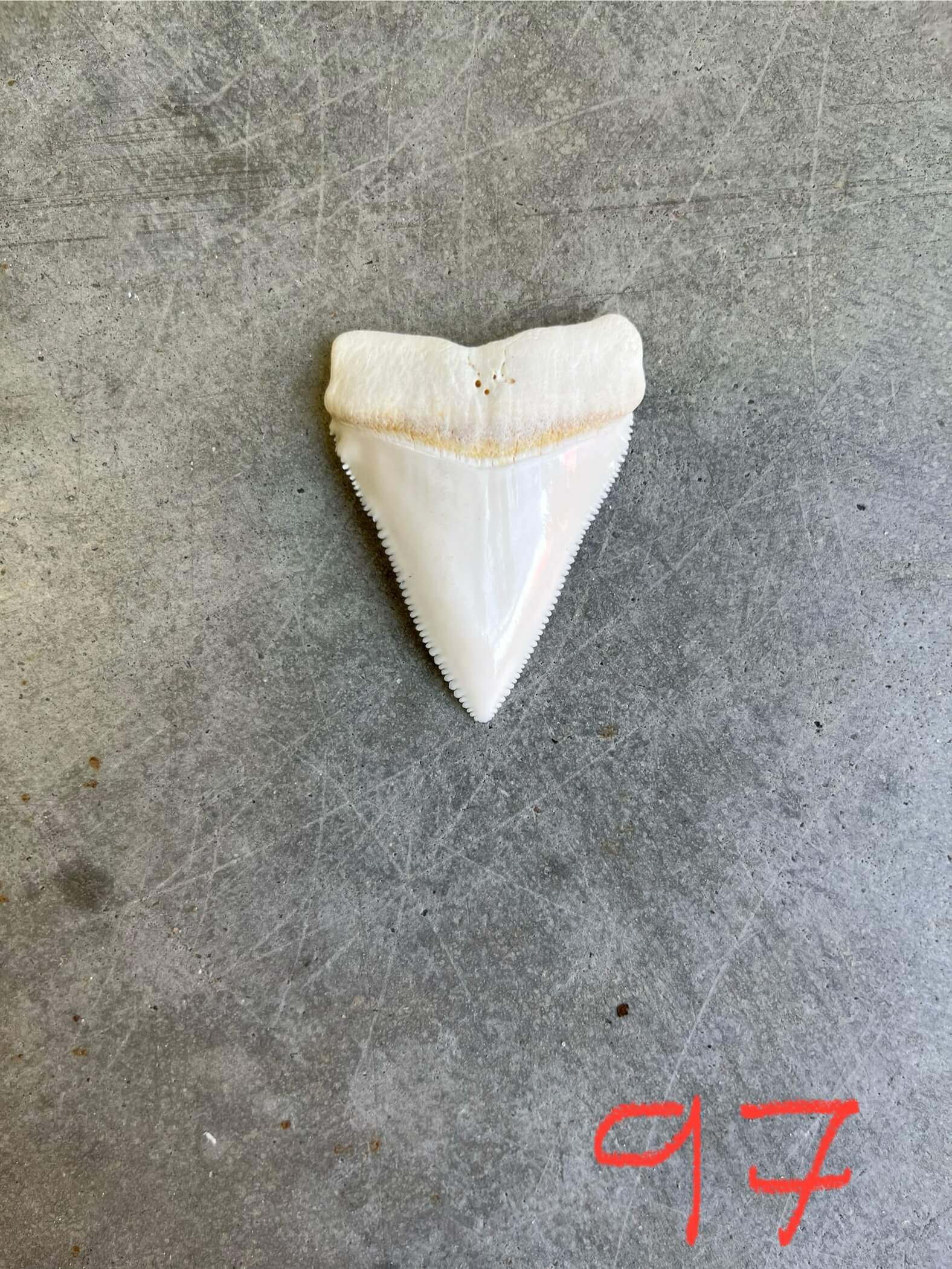 White Shark tooth #97