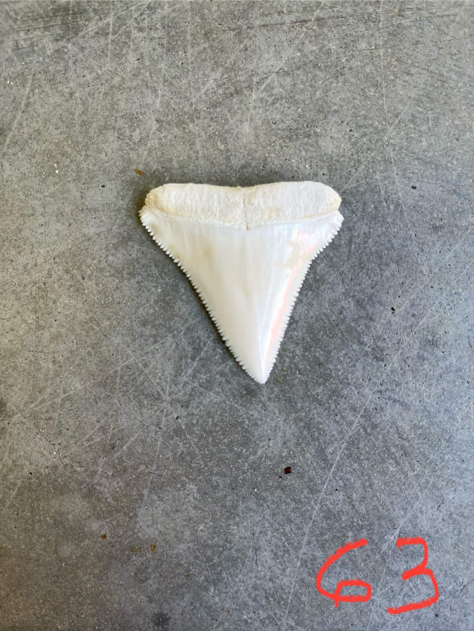 White Shark tooth #63