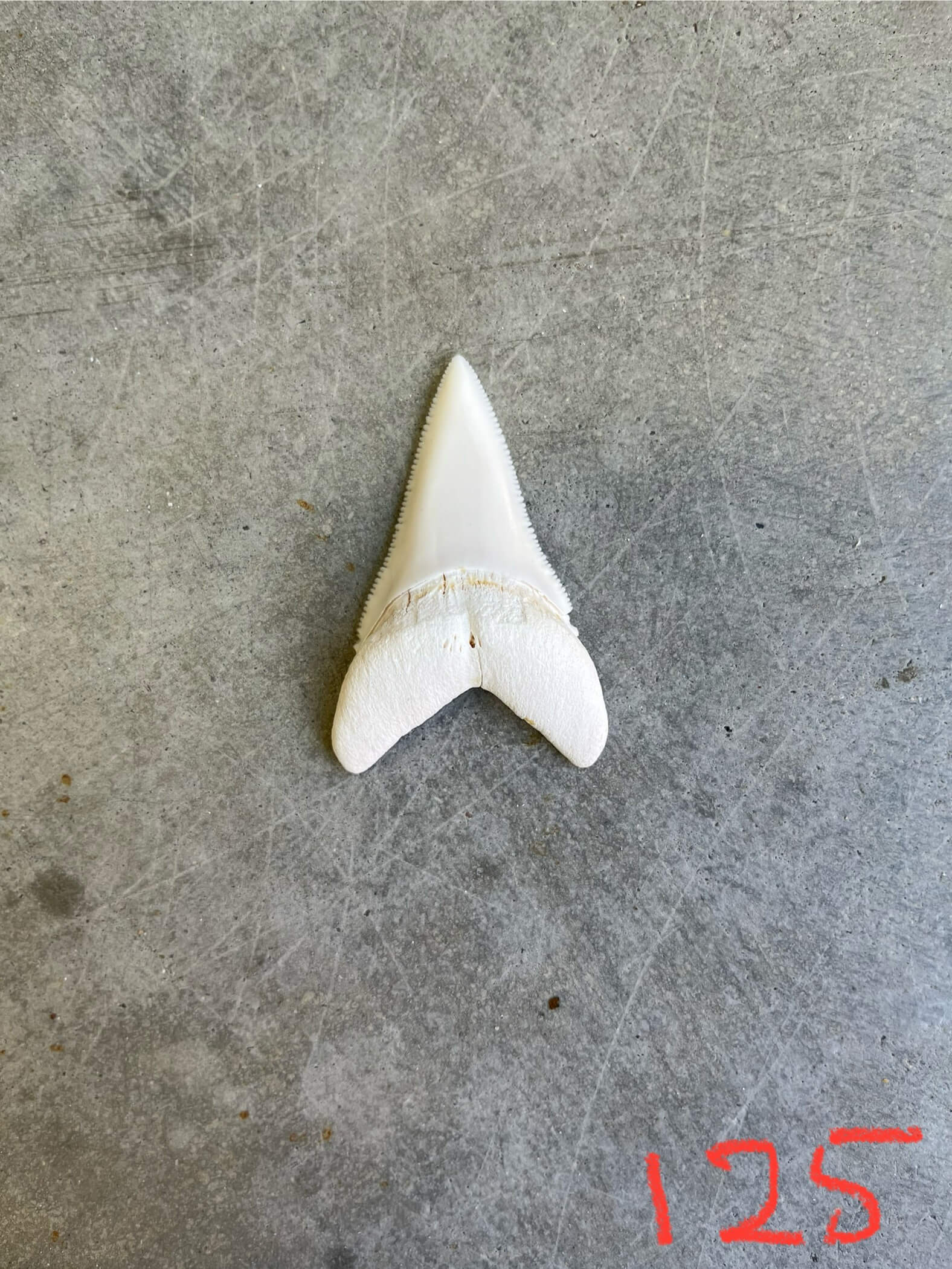 White Shark tooth #125