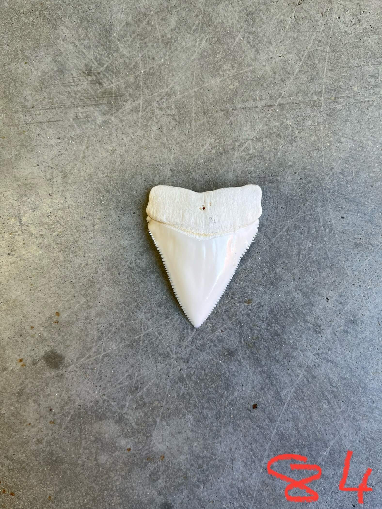 White Shark tooth #84