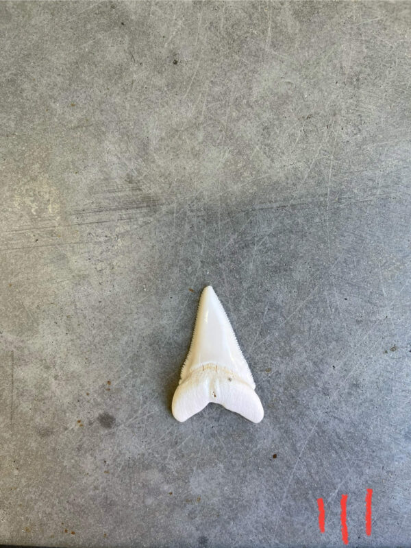 White Shark tooth #111