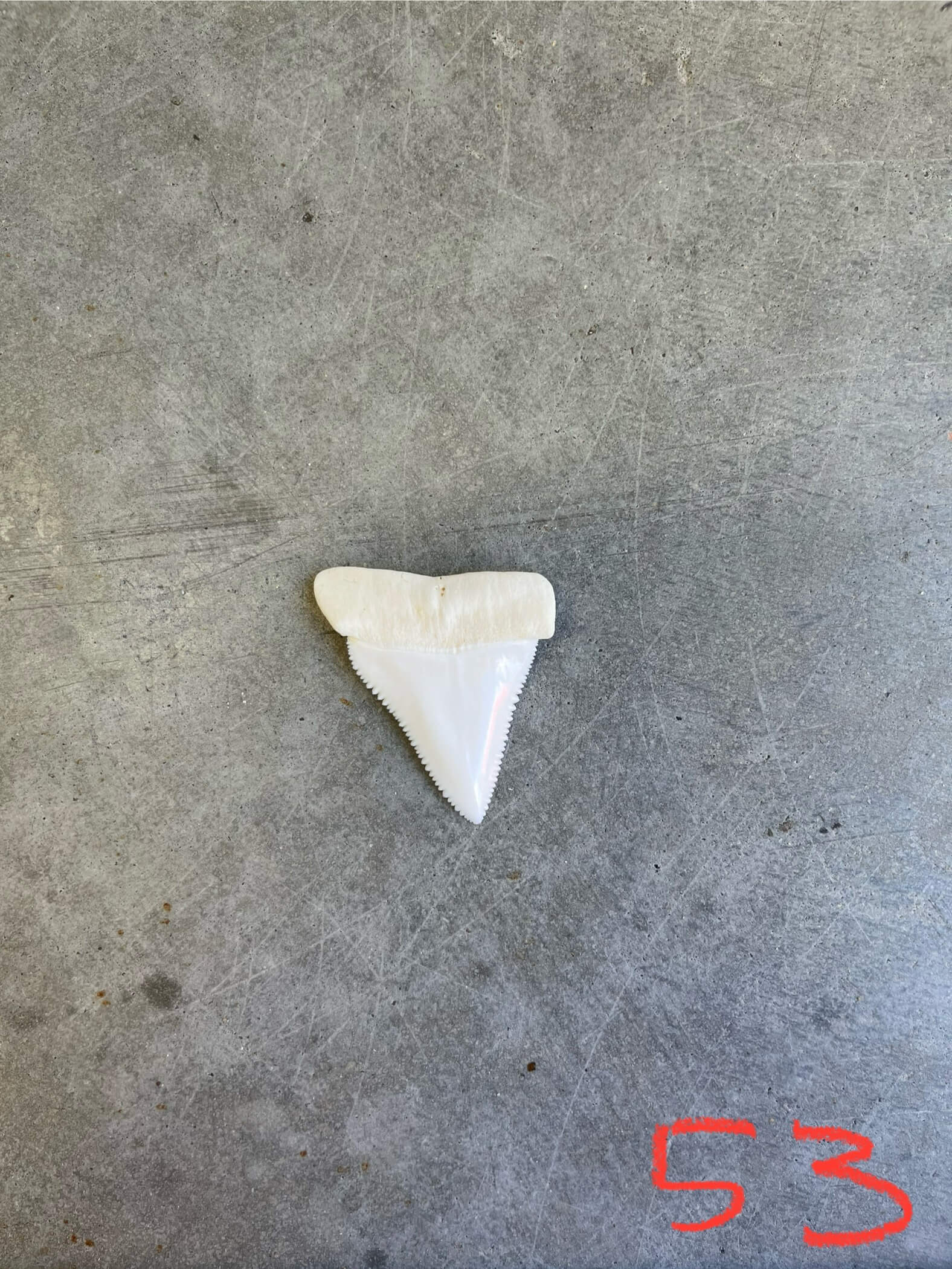 White Shark tooth #53