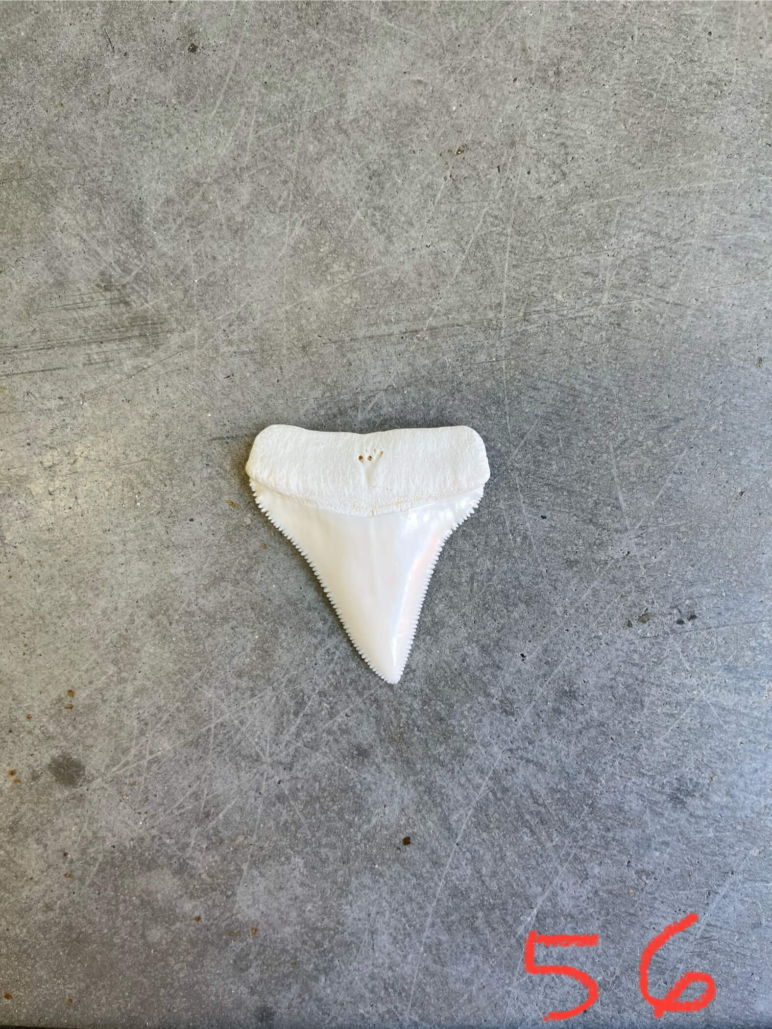 White Shark tooth #56