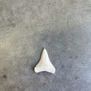 White Shark tooth #92