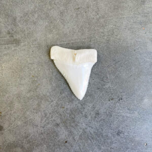 White Shark tooth #51