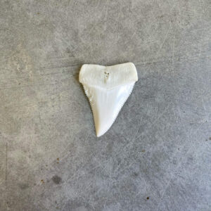 White Shark tooth #100