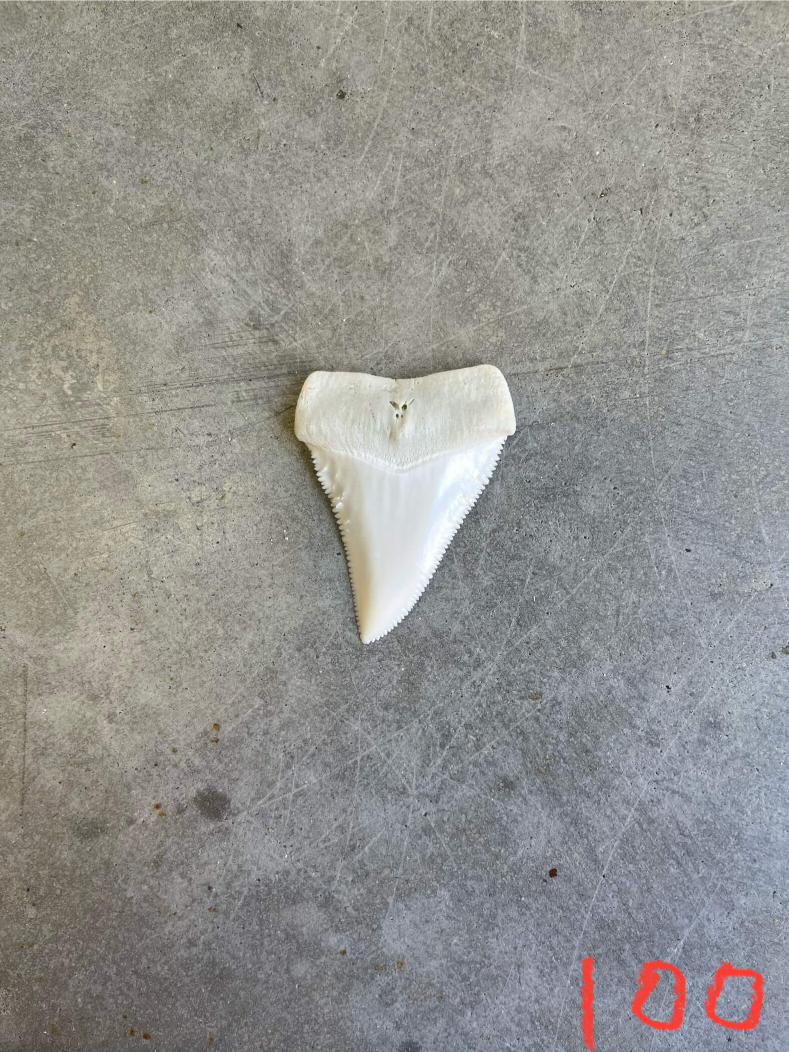 White Shark tooth #100