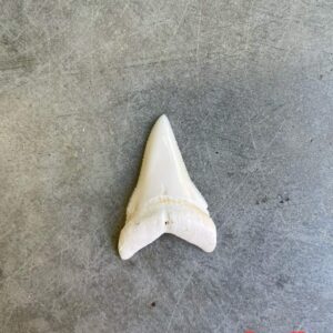 White Shark tooth #82