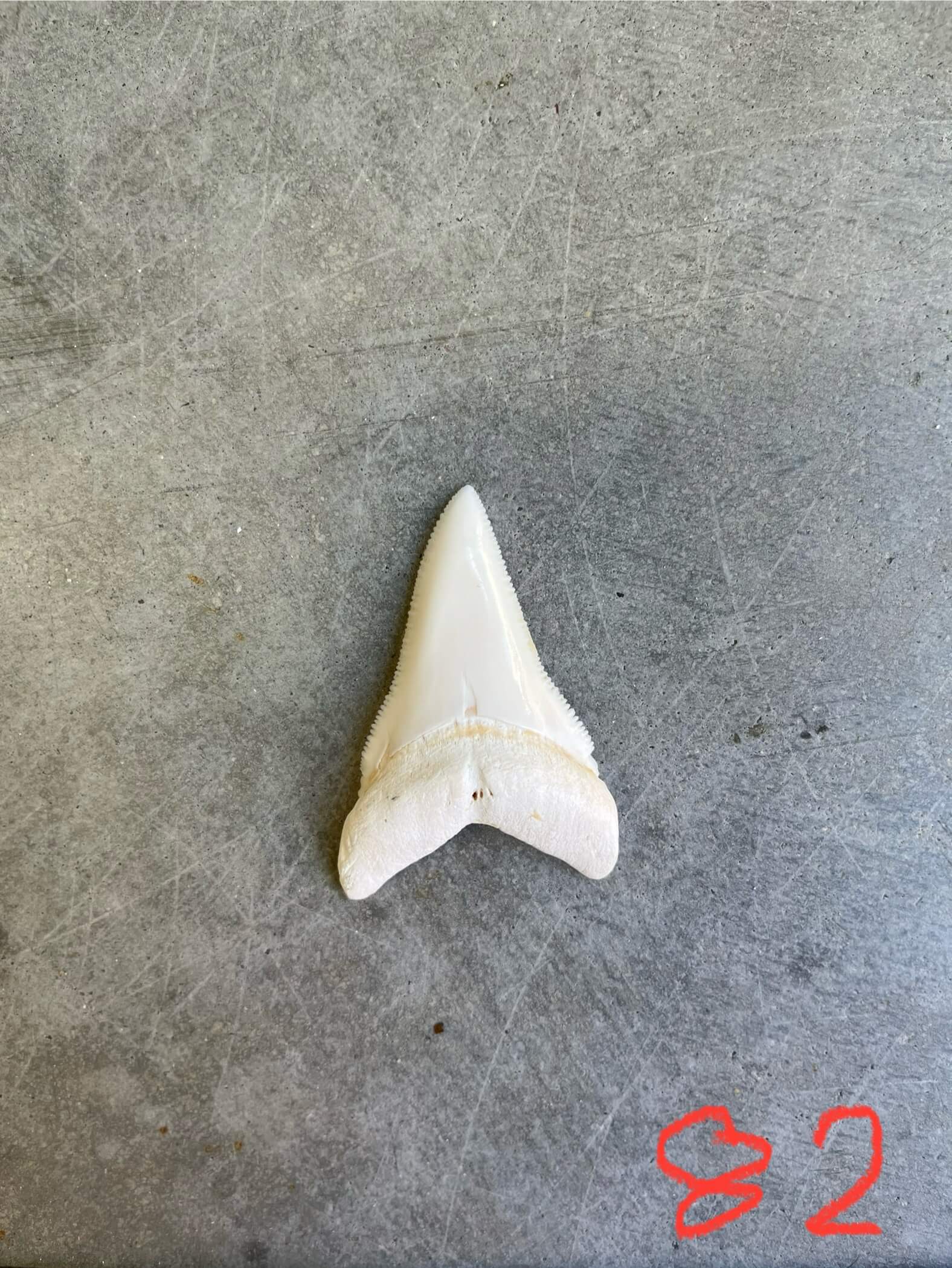 White Shark tooth #82