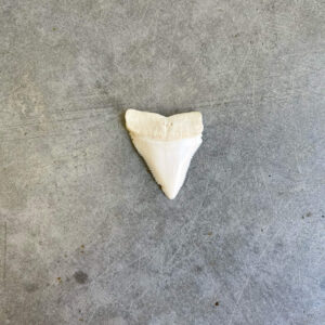 White Shark tooth #67