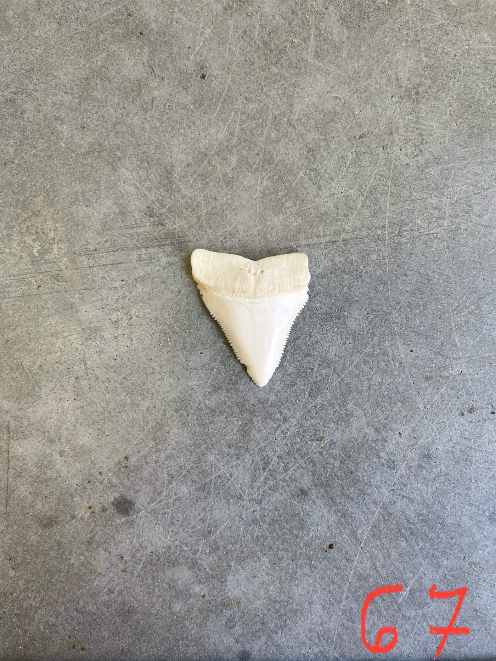 White Shark tooth #67