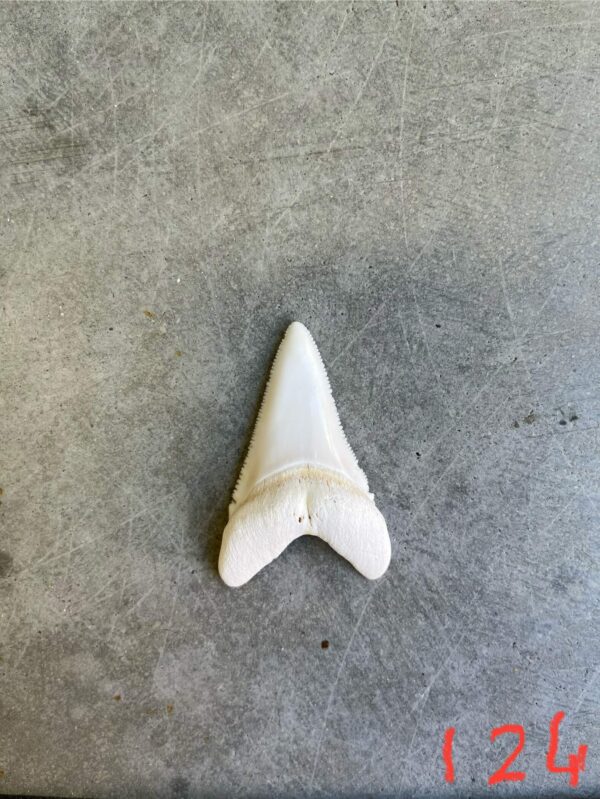 White Shark tooth #124
