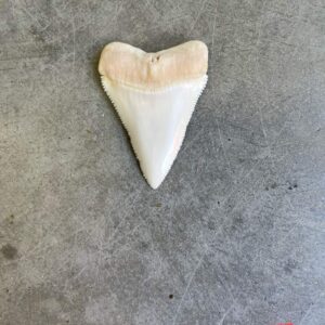 White Shark tooth #89