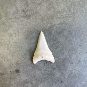 White Shark tooth #109