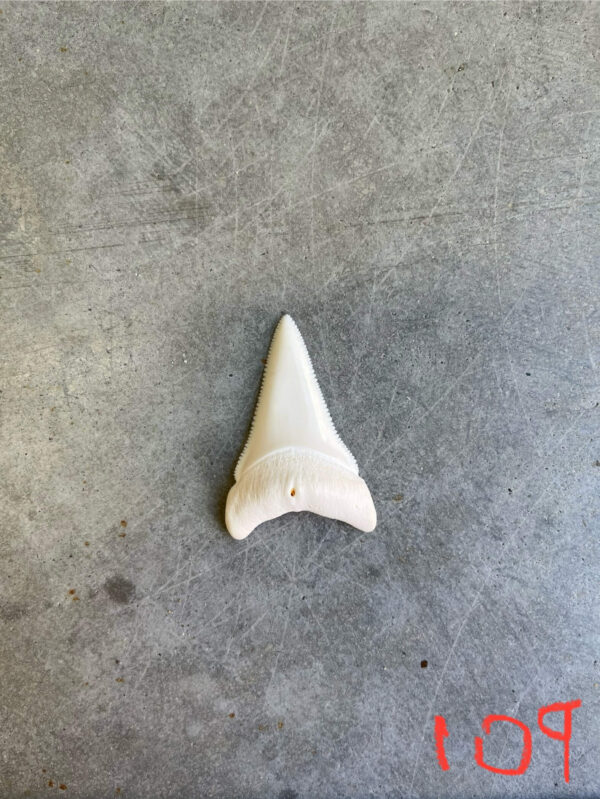 White Shark tooth #109