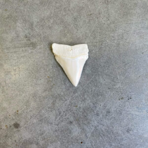 White Shark tooth #70