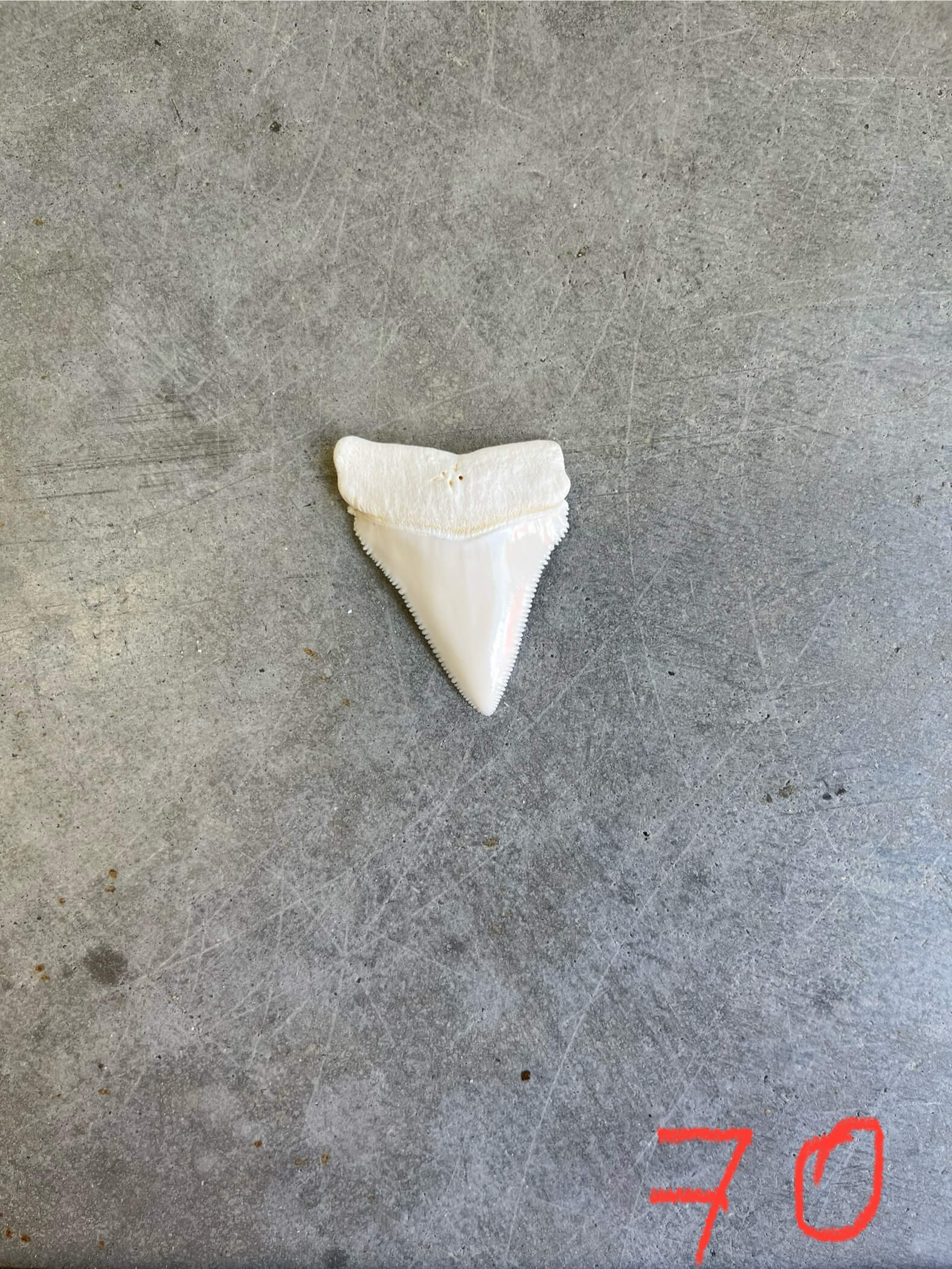 White Shark tooth #70